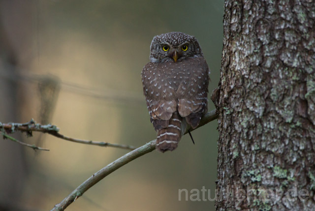 R11327 Sperlingskauz, Eurasian pygmy owl - Christoph Robiller