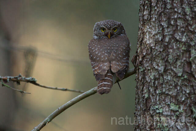 R11327 Sperlingskauz, Eurasian pygmy owl