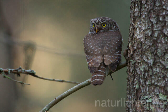 R11328 Sperlingskauz, Eurasian pygmy owl