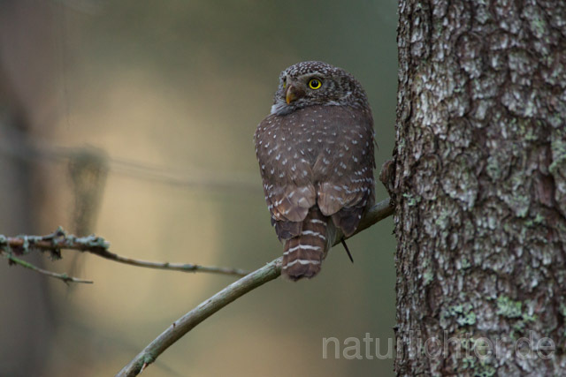 R11329 Sperlingskauz, Eurasian pygmy owl - Christoph Robiller