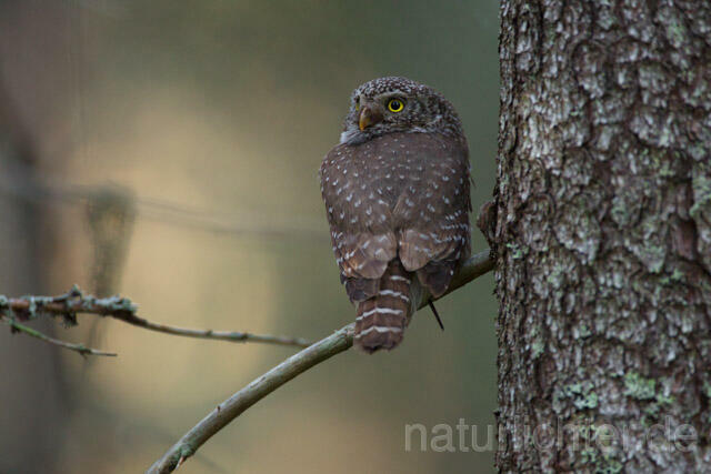 R11329 Sperlingskauz, Eurasian pygmy owl