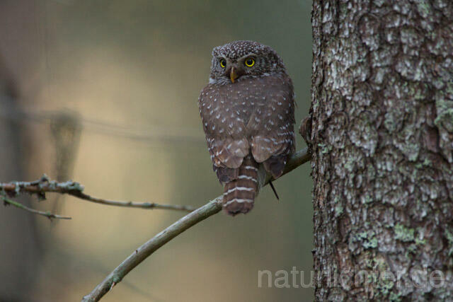 R11330 Sperlingskauz, Eurasian pygmy owl - Christoph Robiller