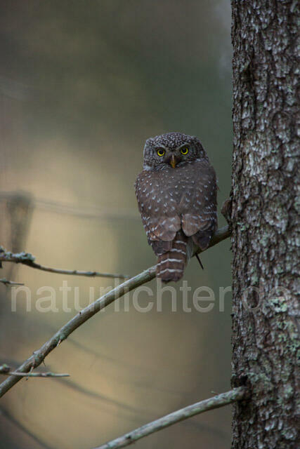 R11331 Sperlingskauz, Eurasian pygmy owl - Christoph Robiller