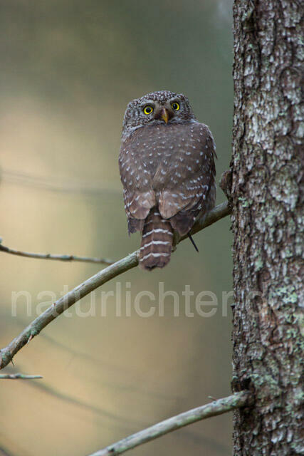 R11332 Sperlingskauz, Eurasian pygmy owl