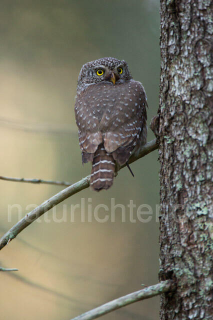 R11333 Sperlingskauz, Eurasian pygmy owl