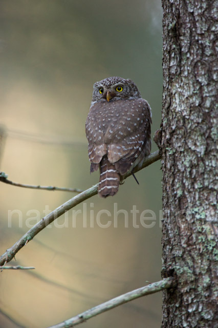 R11334 Sperlingskauz, Eurasian pygmy owl - Christoph Robiller