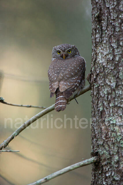 R11335 Sperlingskauz, Eurasian pygmy owl
