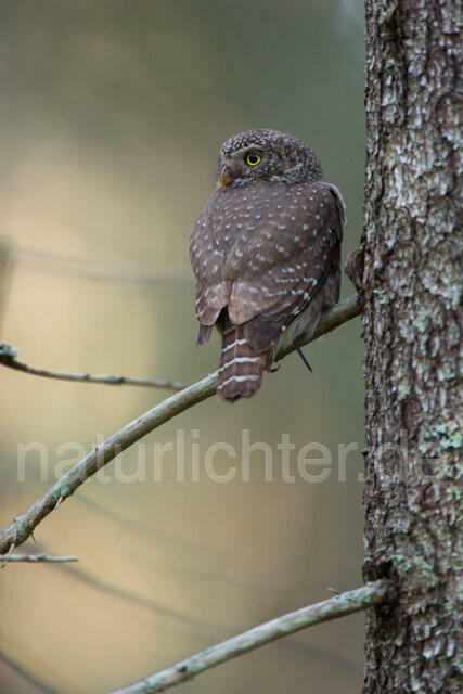 R11336 Sperlingskauz, Eurasian pygmy owl