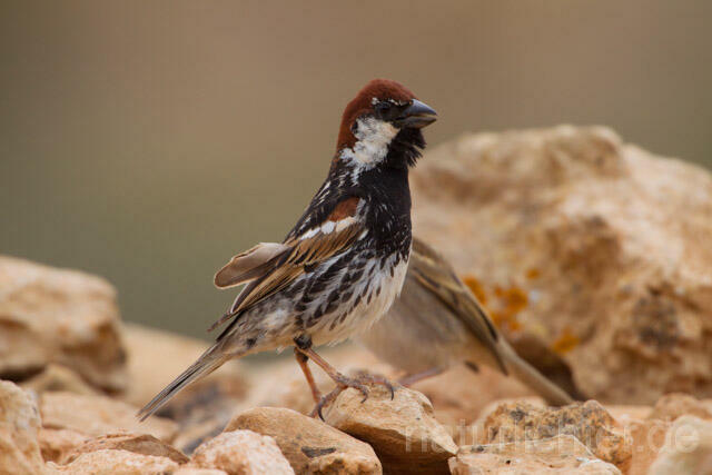 R11352 Weidensperling,Spanish Sparrow - Christoph Robiller