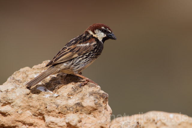 R11375 Weidensperling,Spanish Sparrow - Christoph Robiller