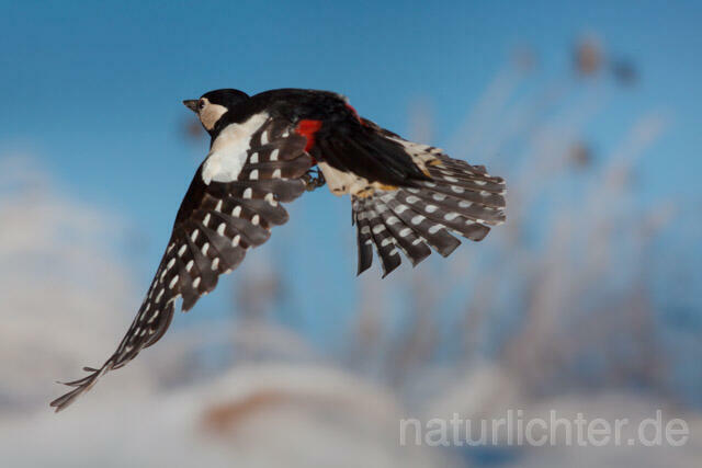 R11410 Buntspecht im Flug, Great Spotted Woodpecker flying - Christoph Robiller