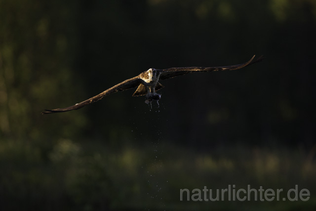 R11486 Fischadler bei der Jagd, Osprey hunting - Christoph Robiller