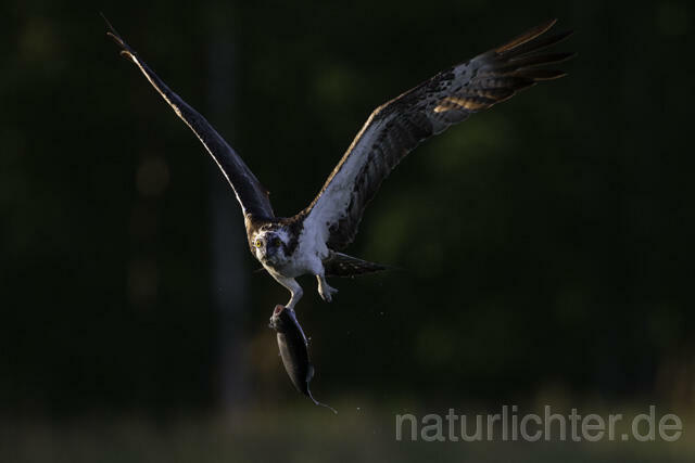 R11499 Fischadler bei der Jagd, Osprey hunting - Christoph Robiller