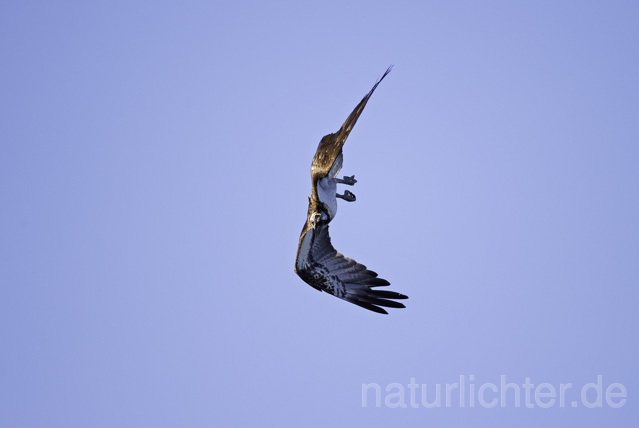 R11504 Fischadler bei der Jagd, Osprey hunting - Christoph Robiller