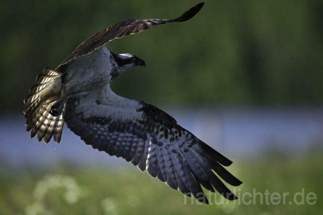 R11519 Fischadler bei der Jagd, Osprey hunting - Christoph Robiller