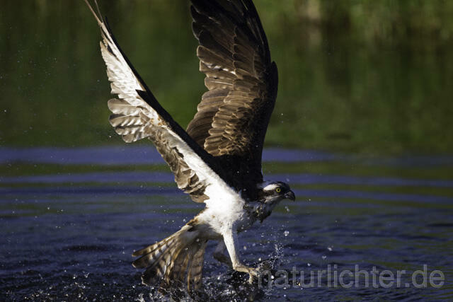 R11524 Fischadler bei der Jagd, Osprey hunting - Christoph Robiller