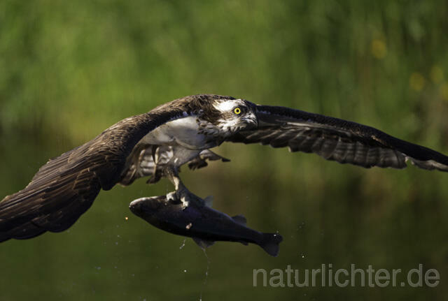 R11529 Fischadler bei der Jagd, Osprey hunting - Christoph Robiller