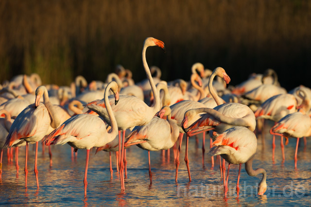 R11642 Rosaflamingo,  Greater Flamingo - Christoph Robiller
