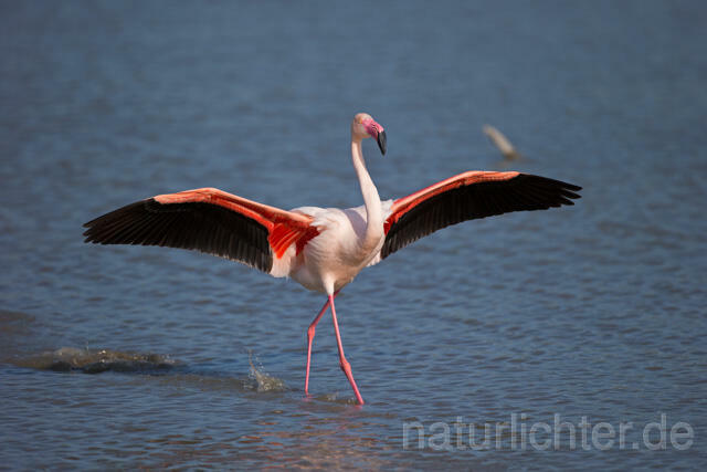 R11649 Rosaflamingo Anflug, Greater Flamingo flying - Christoph Robiller