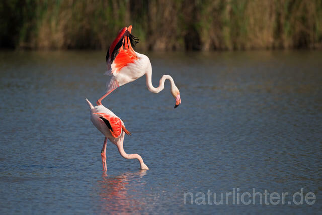 R11651 Rosaflamingo Kopulation, Greater Flamingo mating