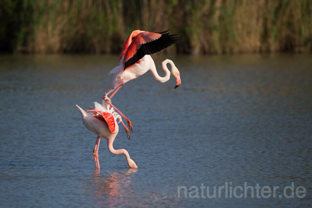R11652 Rosaflamingo Kopulation, Greater Flamingo mating