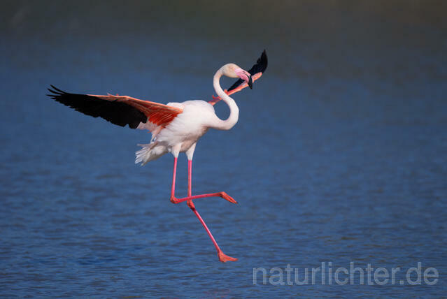R11653 Rosaflamingo Anflug,  Greater Flamingo flying - Christoph Robiller