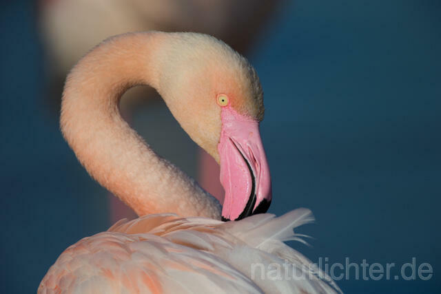 R11657 Rosaflamingo Porträt,  Greater Flamingo - Christoph Robiller