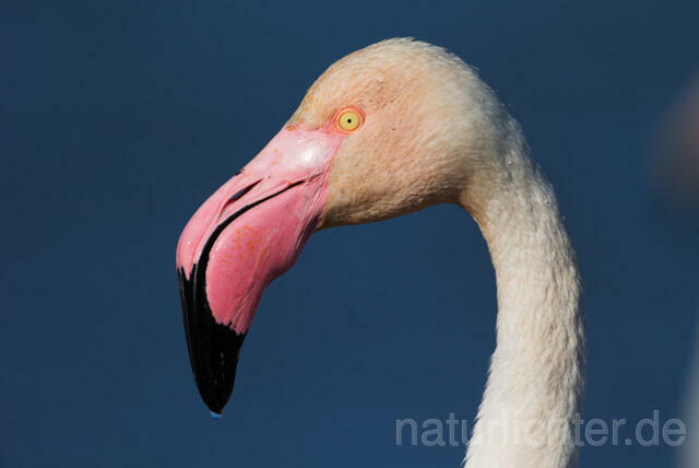 R11658 Rosaflamingo Porträt,  Greater Flamingo - Christoph Robiller