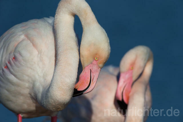 R11659 Rosaflamingo Porträt,  Greater Flamingo - Christoph Robiller