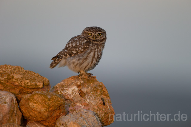 R11759 Steinkauz, Balz, Little Owl mating - Christoph Robiller