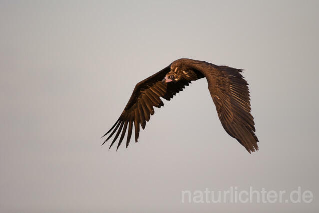 R11787 Mönchsgeier im Flug, Black Vulture flying - Christoph Robiller