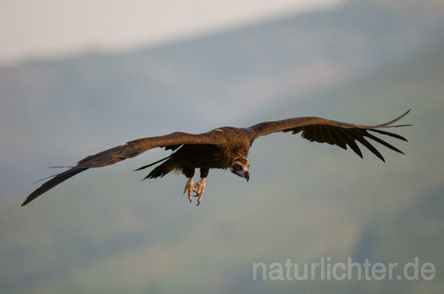 R11792 Mönchsgeier im Flug, Black Vulture flying - Christoph Robiller