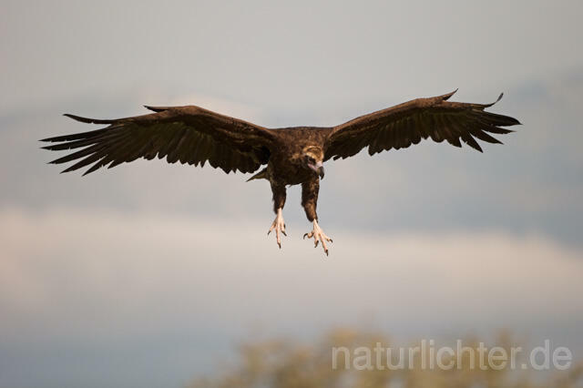 R11802 Mönchsgeier im Flug, Black Vulture flying - Christoph Robiller