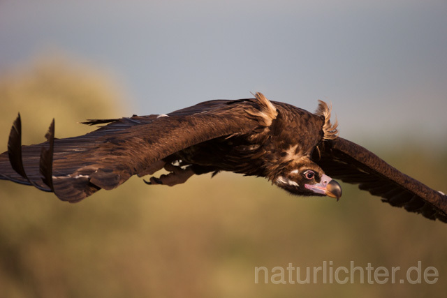 R11808 Mönchsgeier im Flug, Black Vulture flying - Christoph Robiller