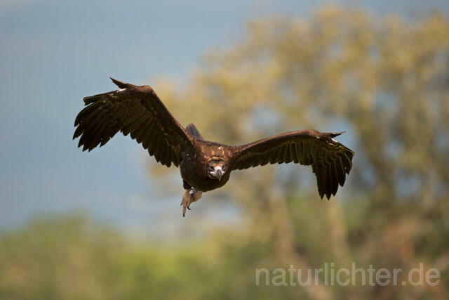 R11825 Mönchsgeier im Flug, Black Vulture flying - Christoph Robiller