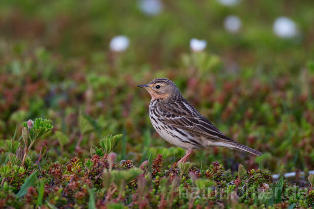 R12106 Rotkehlpieper, Red-throated Pipit - Christoph Robiller