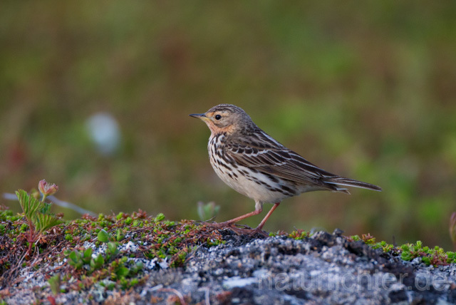 R12107 Rotkehlpieper, Red-throated Pipit - Christoph Robiller