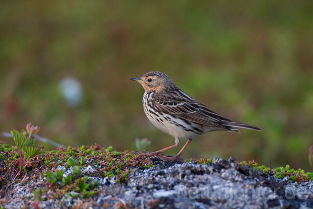 R12107 Rotkehlpieper, Red-throated Pipit