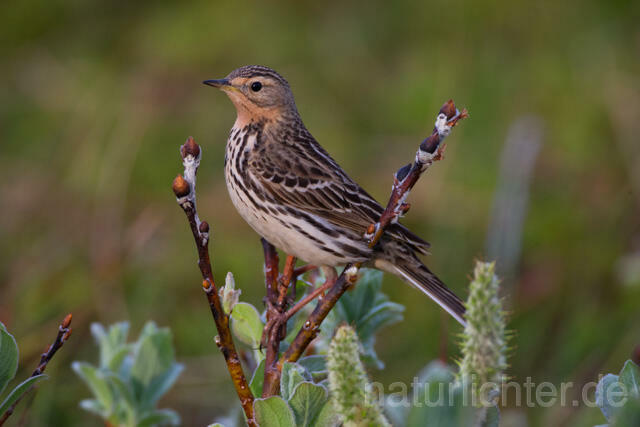 R12109 Rotkehlpieper, Red-throated Pipit - Christoph Robiller