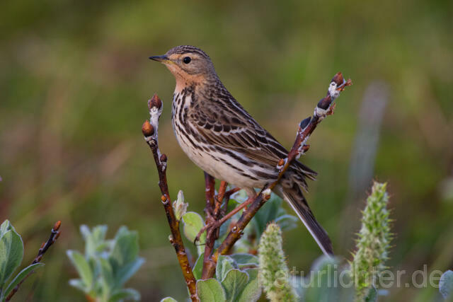 R12110 Rotkehlpieper, Red-throated Pipit - Christoph Robiller