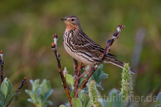 R12112 Rotkehlpieper, Red-throated Pipit - Christoph Robiller