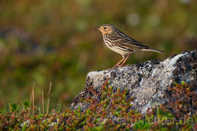 R12114 Rotkehlpieper, Red-throated Pipit - Christoph Robiller