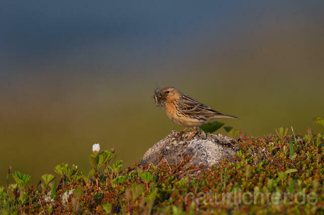 R12115 Rotkehlpieper, Red-throated Pipit