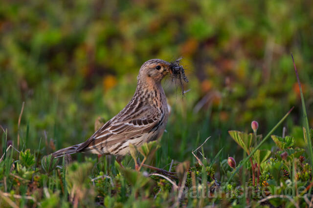 R12116 Rotkehlpieper, Red-throated Pipit - Christoph Robiller