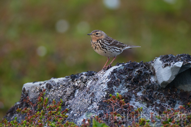 R12117 Rotkehlpieper, Red-throated Pipit - Christoph Robiller