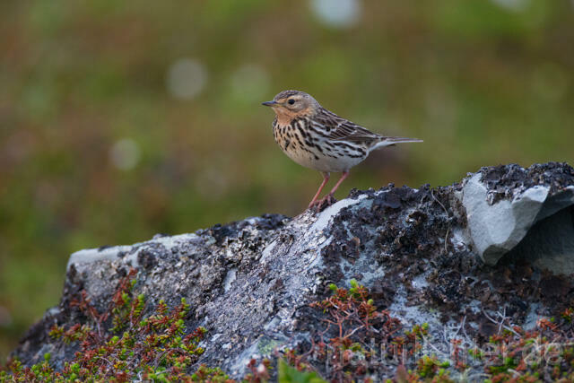 R12117 Rotkehlpieper, Red-throated Pipit
