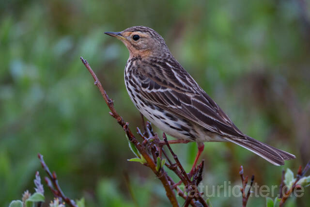 R12118 Rotkehlpieper, Red-throated Pipit - Christoph Robiller