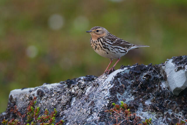 R12119 Red-throated Pipit, Rotkehlpieper