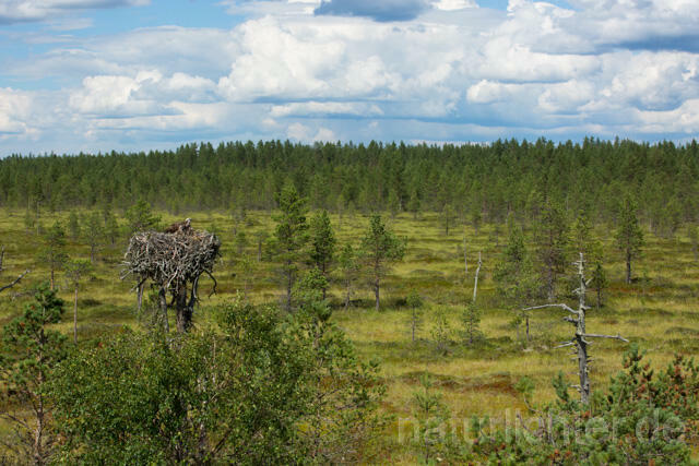R12257 Moorlandschaft Mittel-Finnland, Swamp Finland, Horst Fischadler, Osprey nest