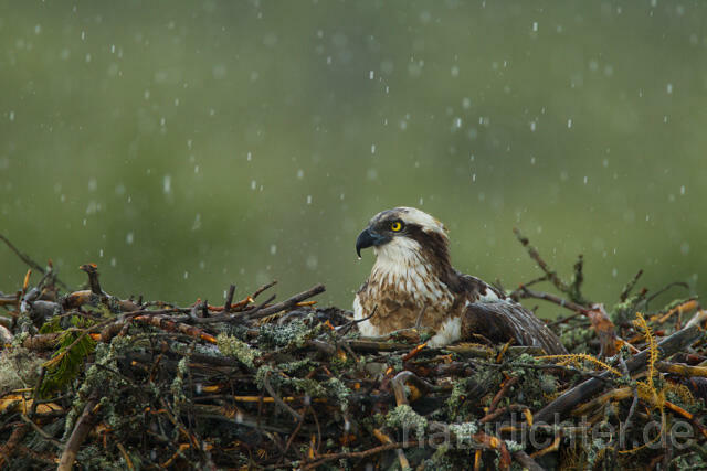 R12261 Fischadler, Horst im Regen, Osprey nest rain